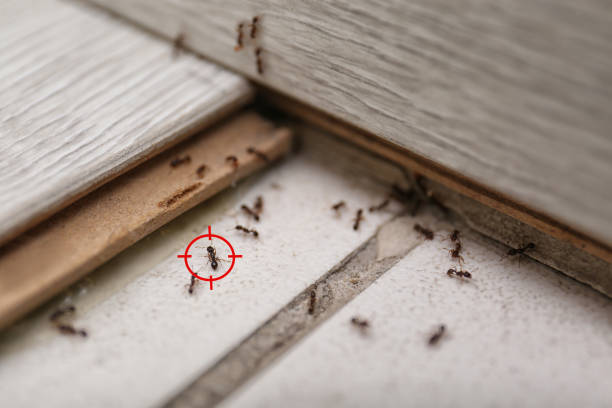 Best Wildlife Control Services  in Sistersville, WV